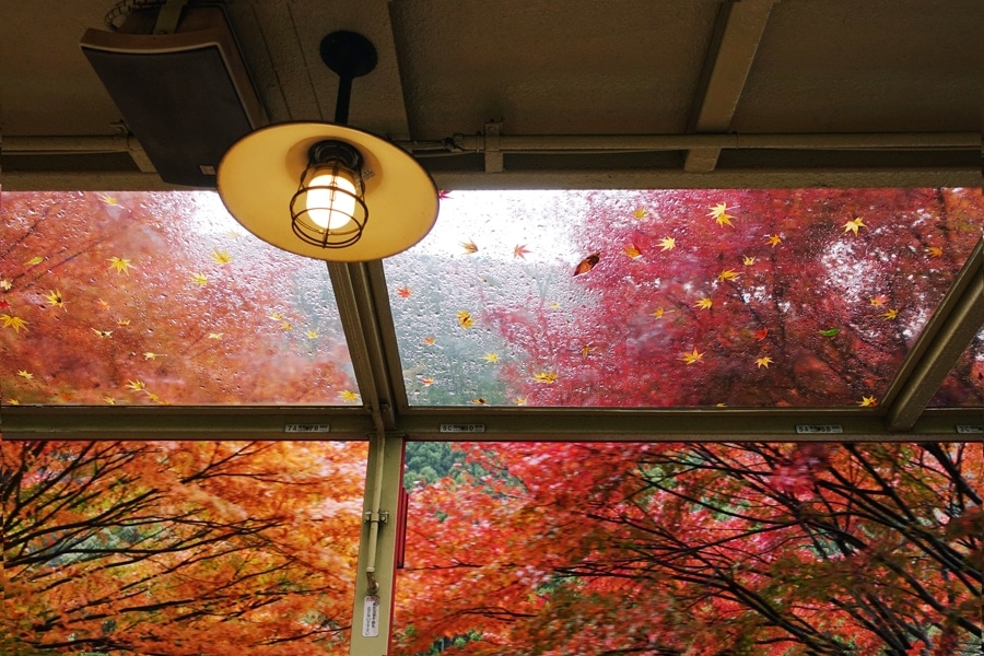 Maple leaves in autumn. Fall indoor air quality.